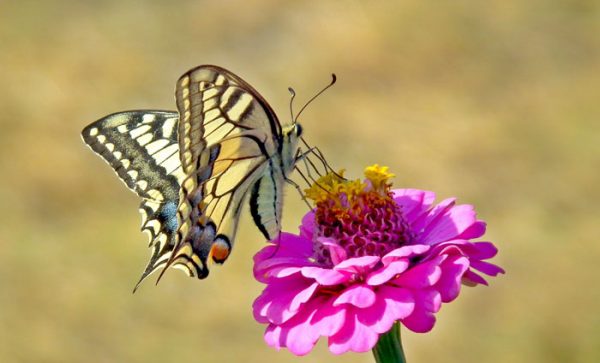 Mariposas significado Espiritual