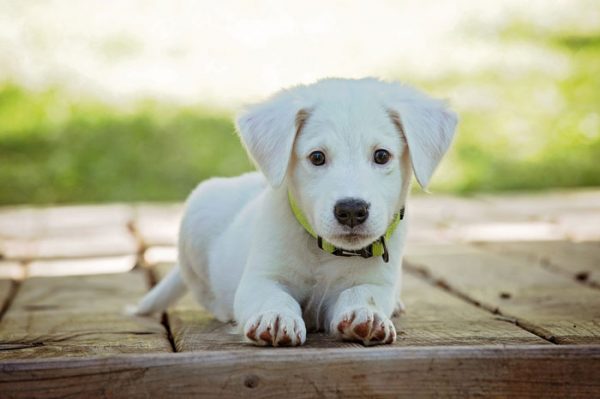 Comida holística para perros