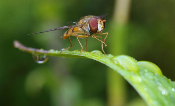 Mosca Significado Espiritual