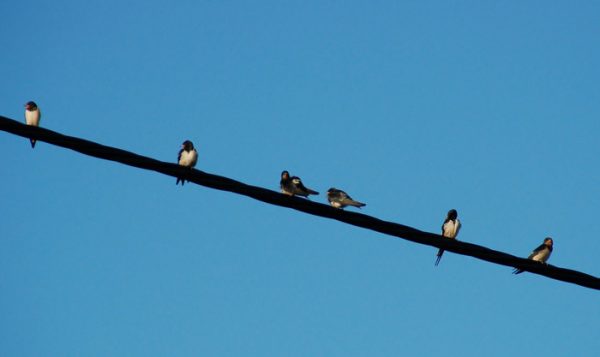 Golondrina Significado Espiritual