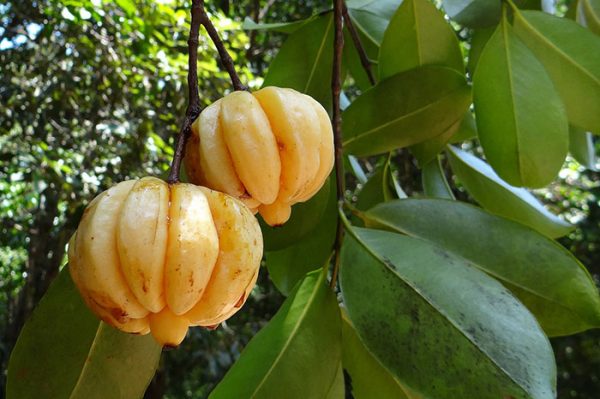 Garcinia Cambogia Opiniones Médicas