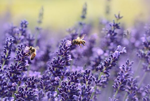 Propiedades Aceite Esencial de Lavanda