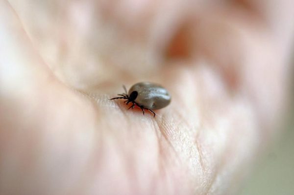 ¿Cuál es el significado de Soñar con Garrapatas?