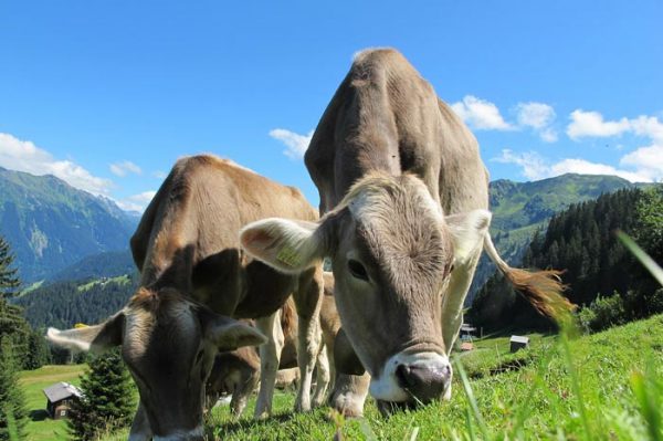 ¿Cuál es el significado de Soñar con Vacas?