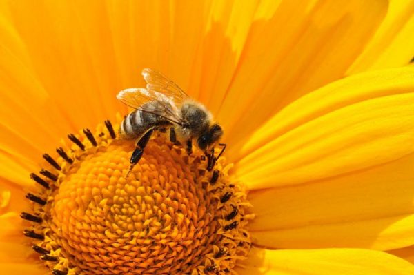 ¿Cuál es el significado de Soñar con Abejas?