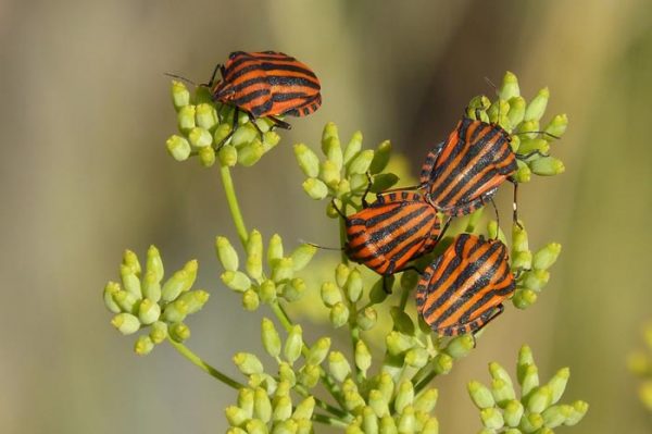 ¿Cuál es el significado de Soñar con Bichos?