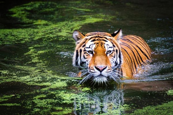 ¿Cuál es el Significado de Soñar con un Tigre?