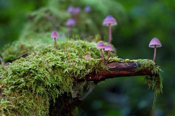 ¿Qué es ganoderma lucidum y para qué sirve?