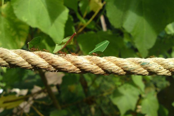 ¿Qué Significa Soñar con Hormigas?