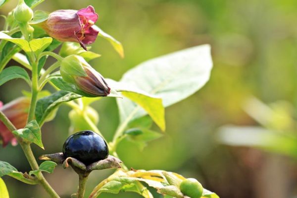 Propiedades de la Planta Belladona