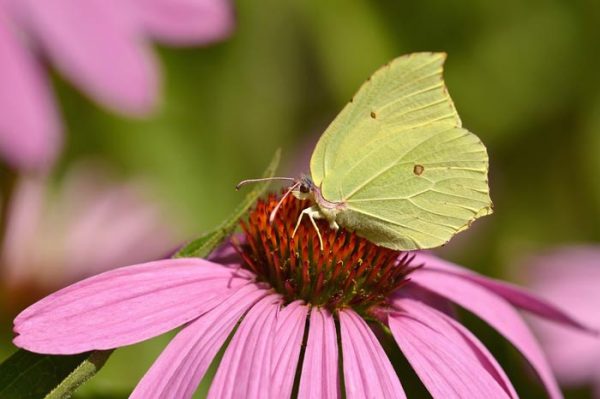 Equinacea propiedades y contraindicaciones