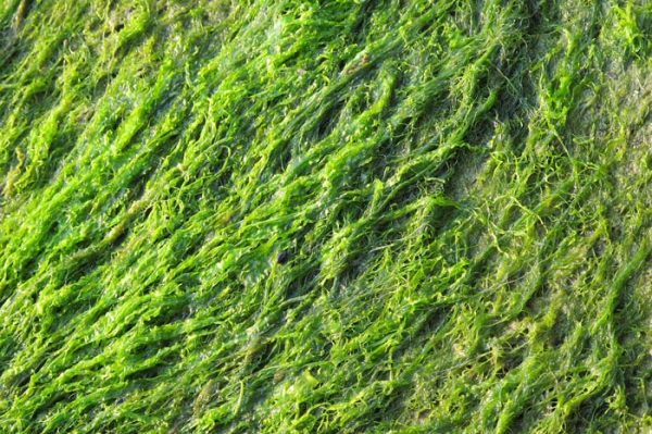 Alga Espirulina Propiedades y Beneficios